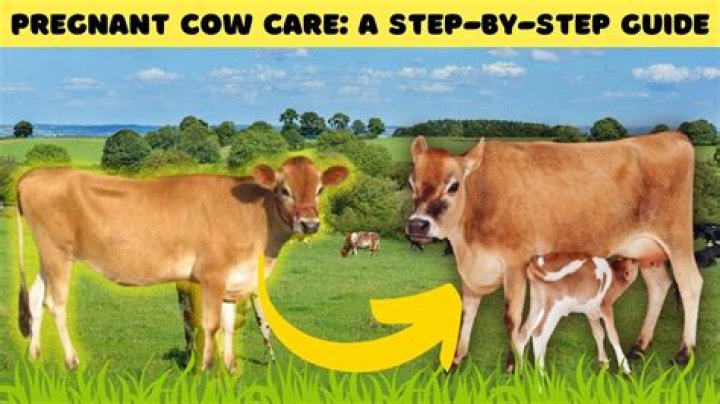 How long after having a calf can a cow get pregnant?