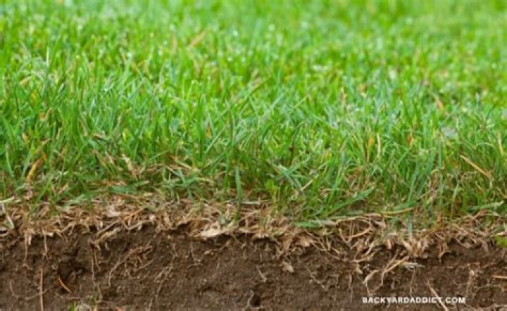 How long does it take sod to root?