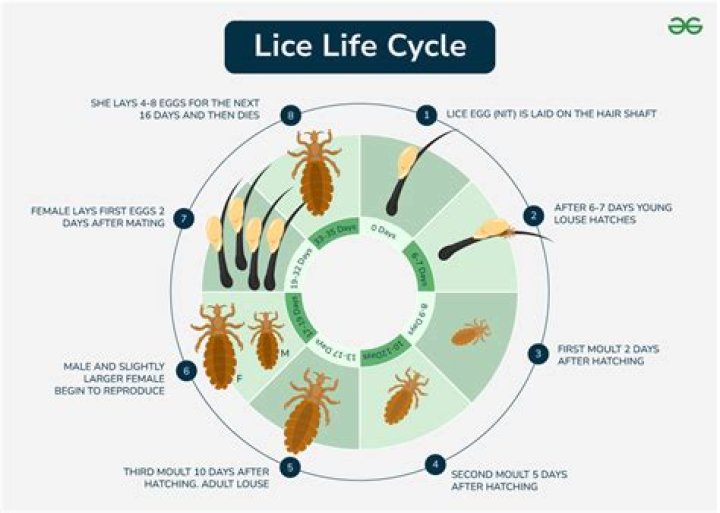 How long does lice take to spread?