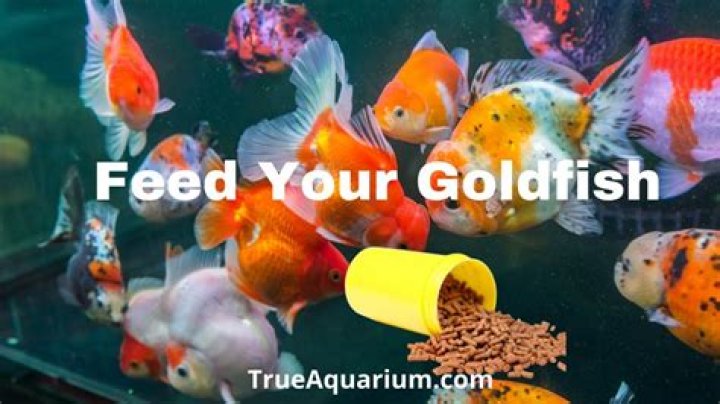 How many times a day do u feed goldfish?