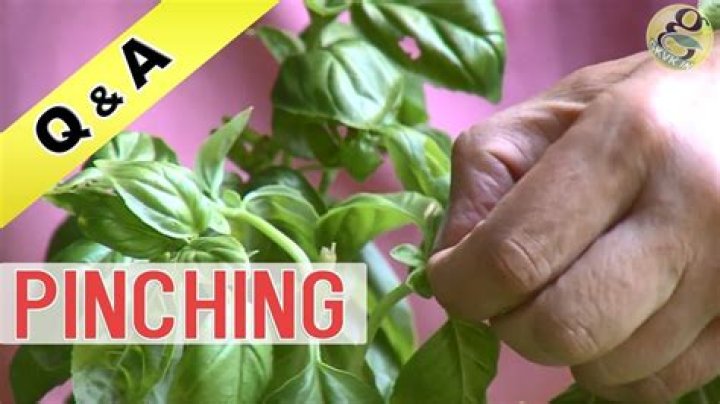 How many times can you pinch a plant?