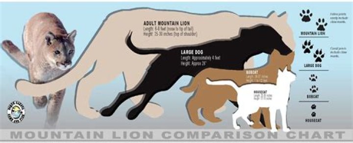 How much is a lion dog?