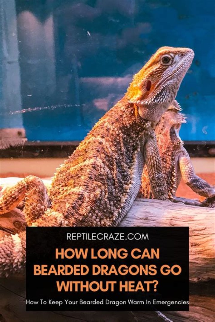 How often should you spray a bearded dragon?