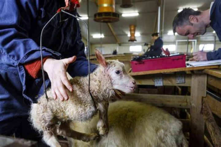 How old are lambs when slaughtered?