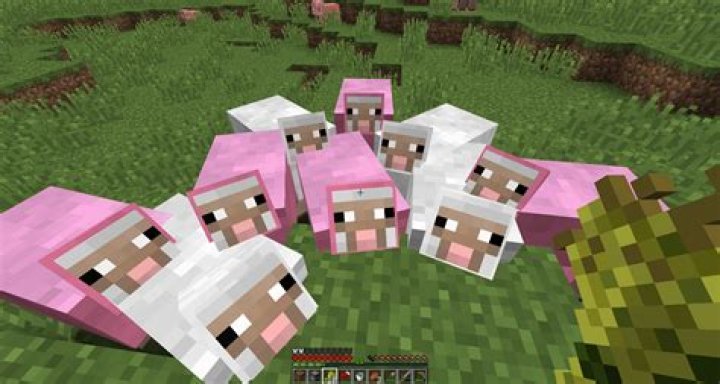 How rare is a pink sheep in Minecraft?