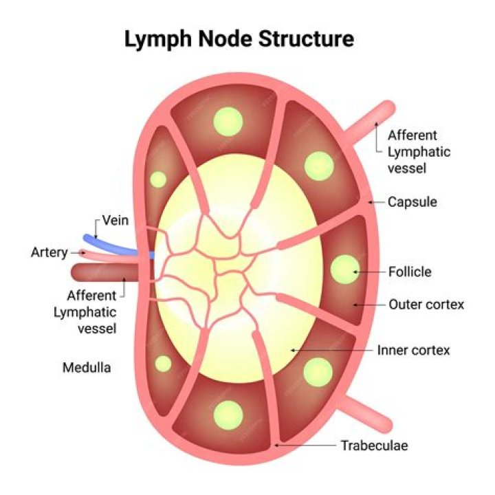 Is a 2 cm lymph node big?