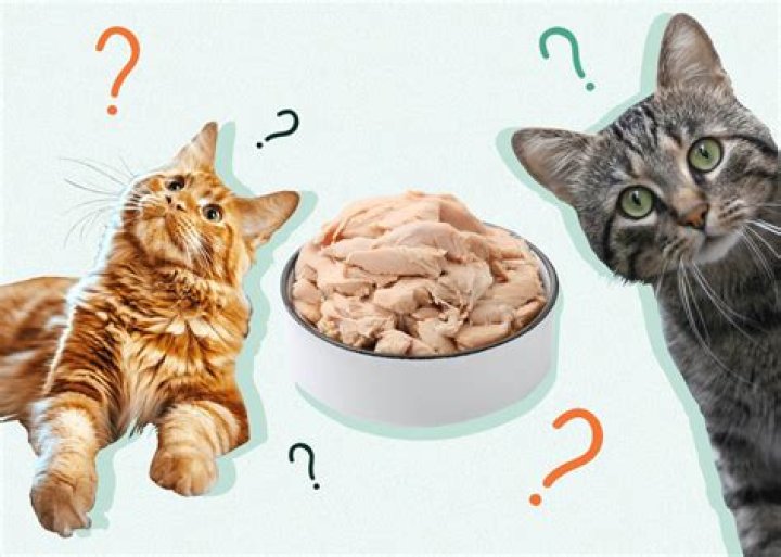 Is canned chicken bad for cats?