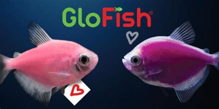 Is GloFish a school fish?