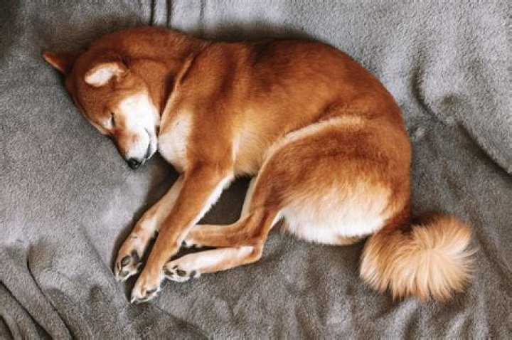 Is it OK to pet a sleeping dog?