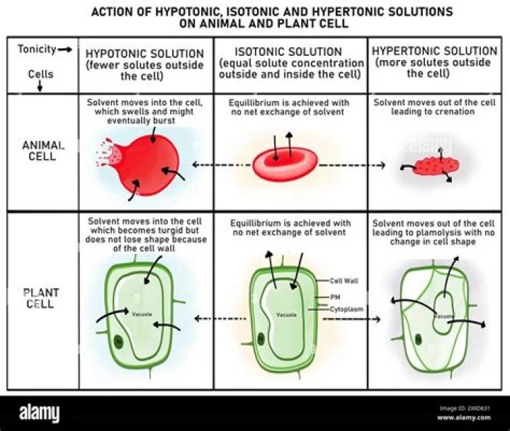 Is ORS hypotonic or isotonic?