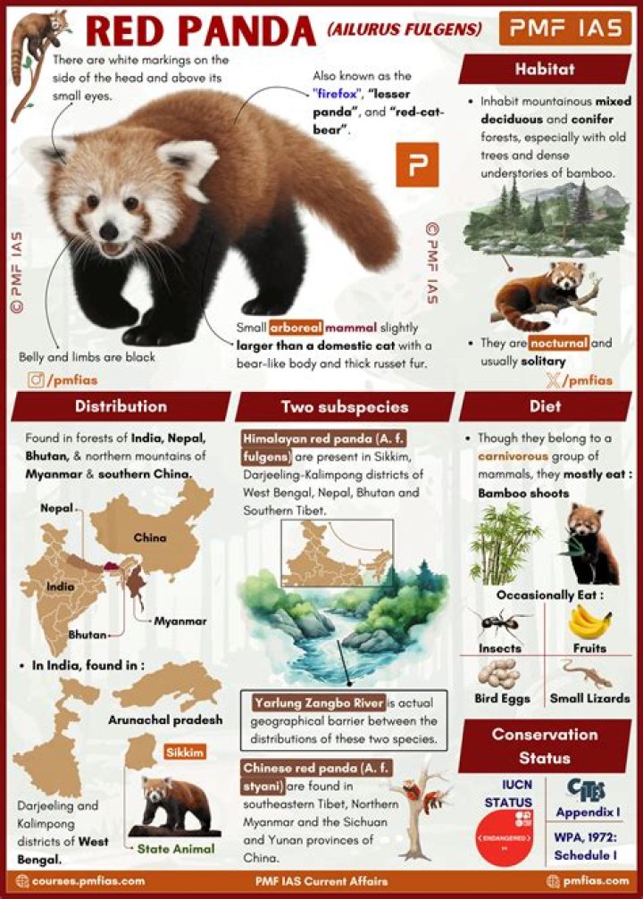 Is PABU a red panda?