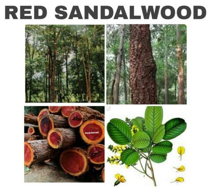 Is sandalwood a tree?