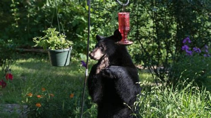 Is there a scent to keep bears away?