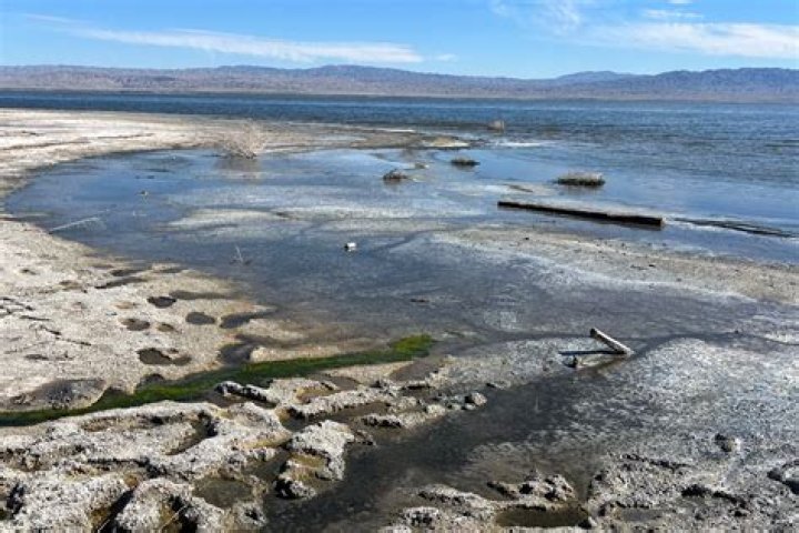 Is there any marine life in the Salton Sea?