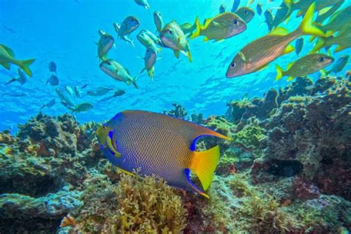 Is there good scuba in Aruba?