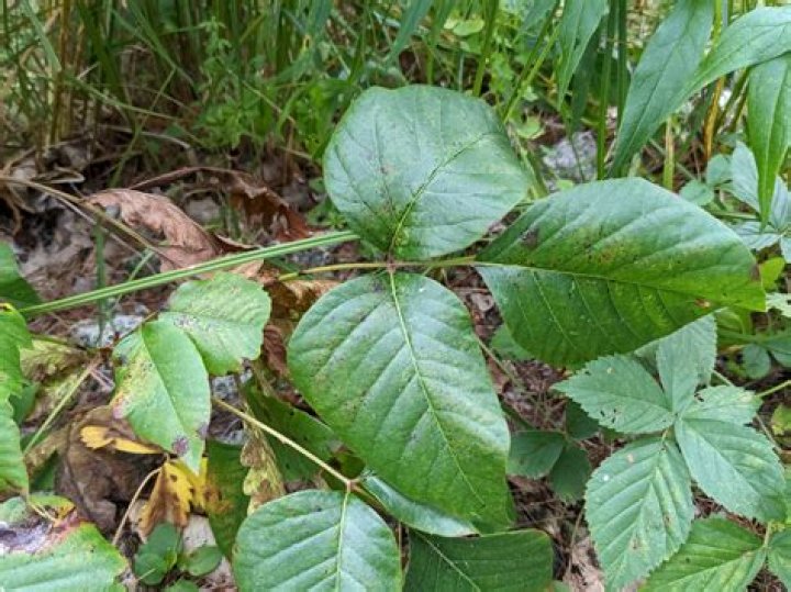 Is there poison ivy in Hawaii?