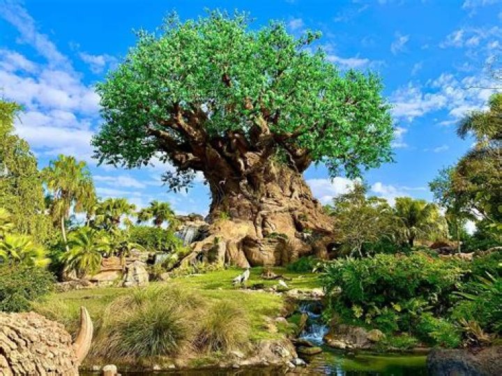 Is Tree of Life real?