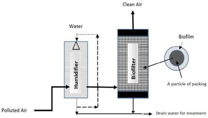 Should aloe vera be water from the top or bottom?