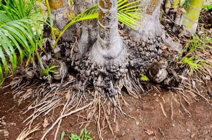 Should I cover palm tree roots?