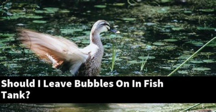 Should I leave bubbles on in fish tank?