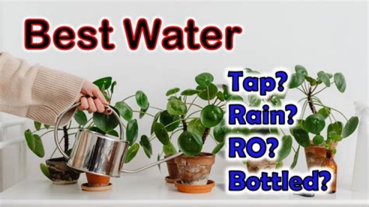 Should I use tap water for plants?