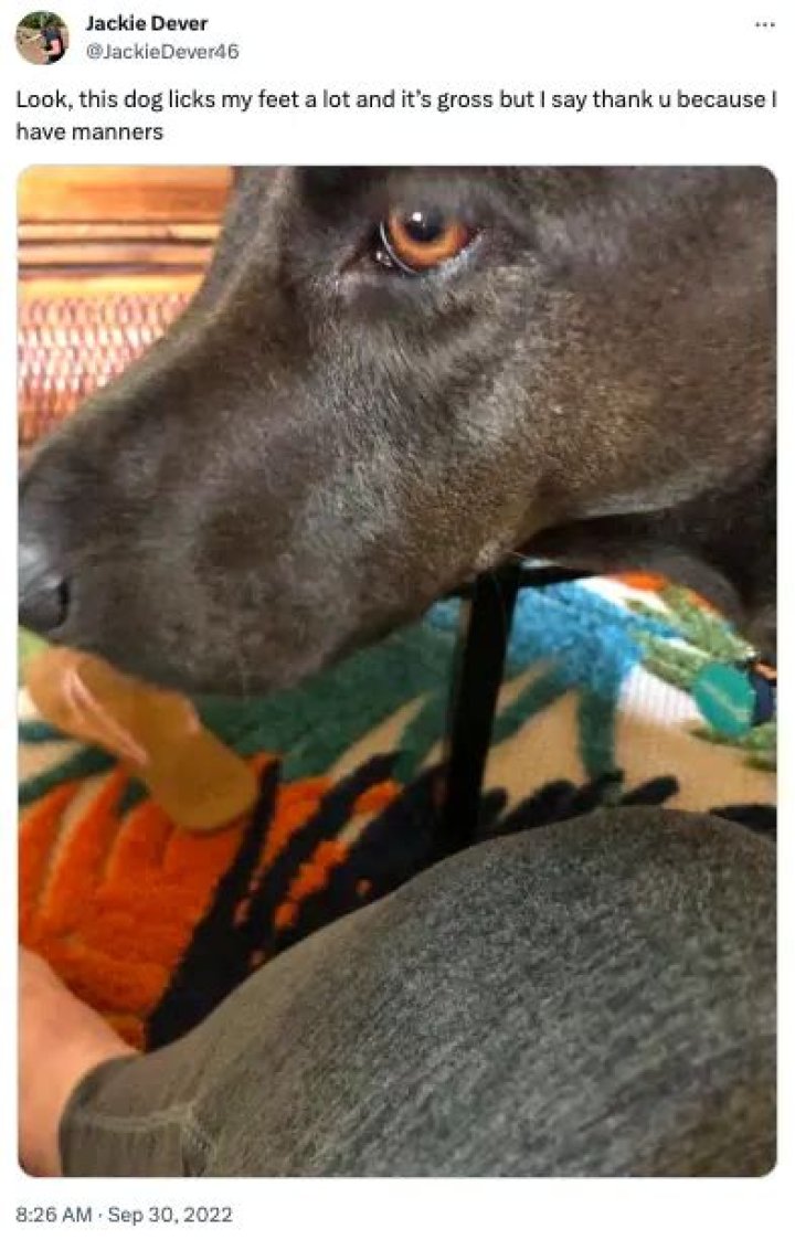 Should you let your dog lick your feet?