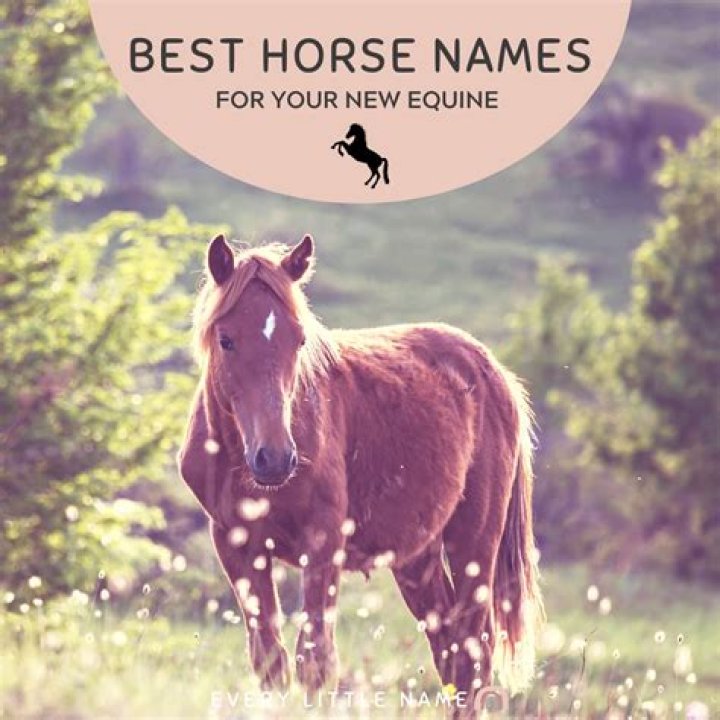 What's the best horse name?