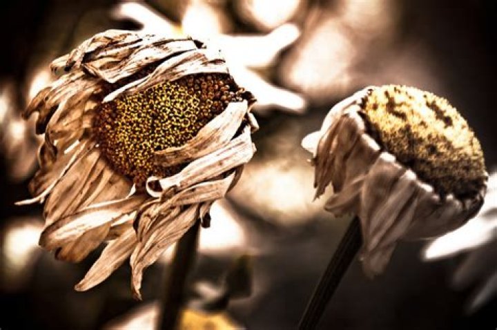 What's the difference between dying and death?