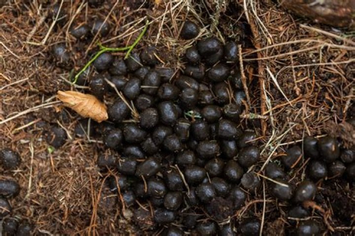 What animal leaves small round black poop?