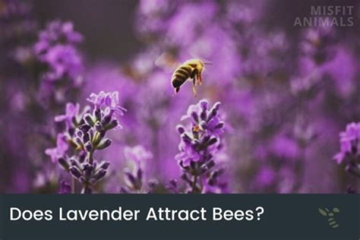 What animals does lavender attract?