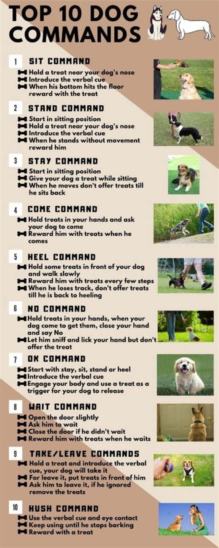 What are the 7 dog commands?