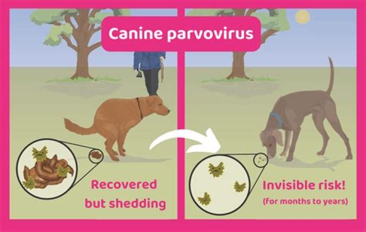 What are the signs of parvo in raccoons?