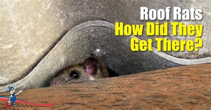 What attracts rats to your roof?