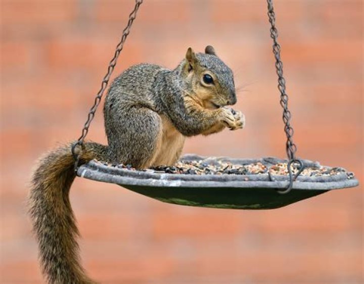What bird food do squirrels not like?