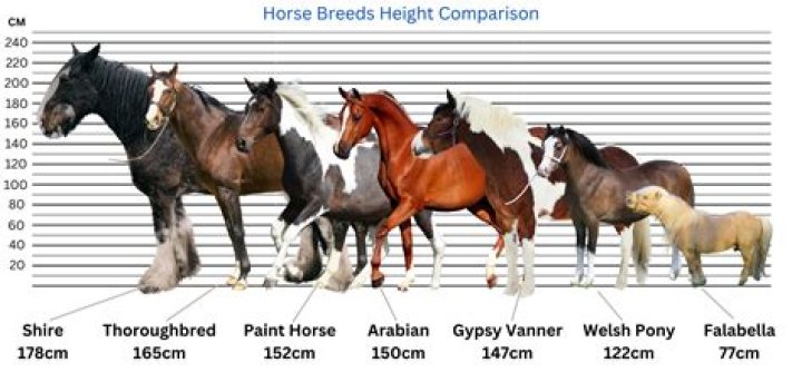 What breeds make a Haflinger?