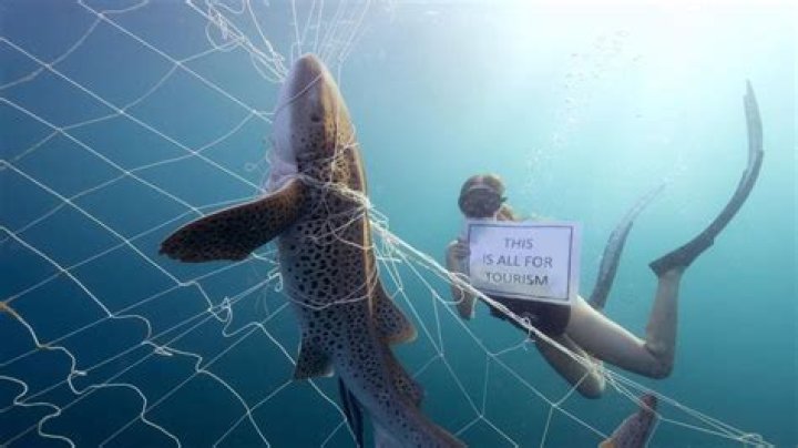 What can we use instead of shark nets?