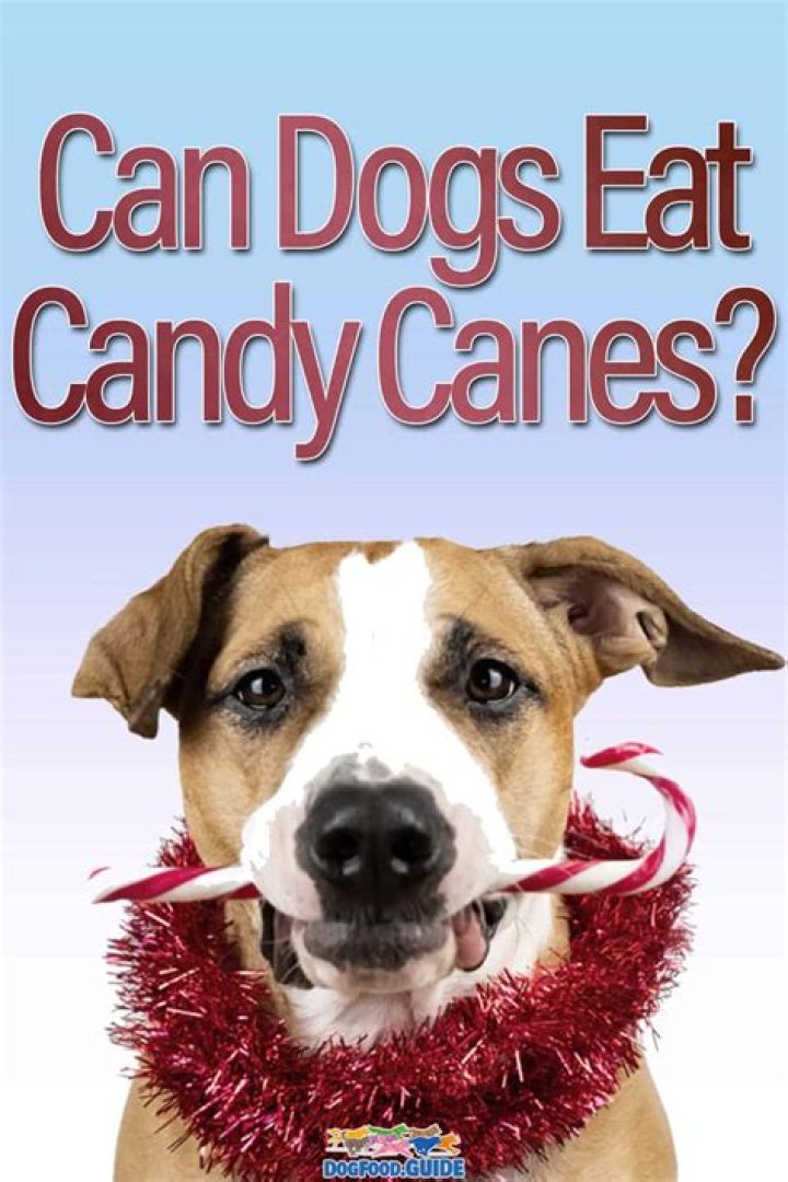 What candy can dogs eat?