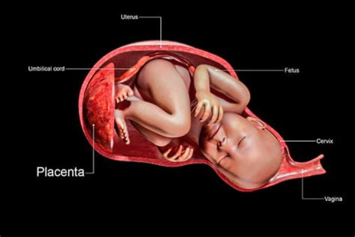 What do hospitals do with placenta?
