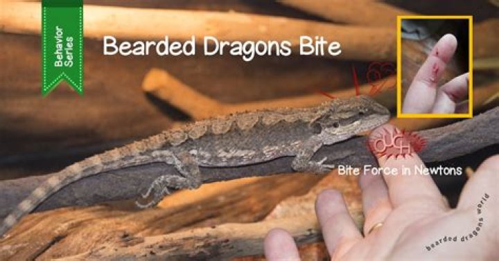 What does Birded mean?