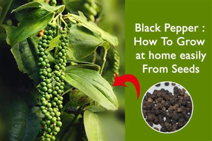 What does black pepper and honey do?