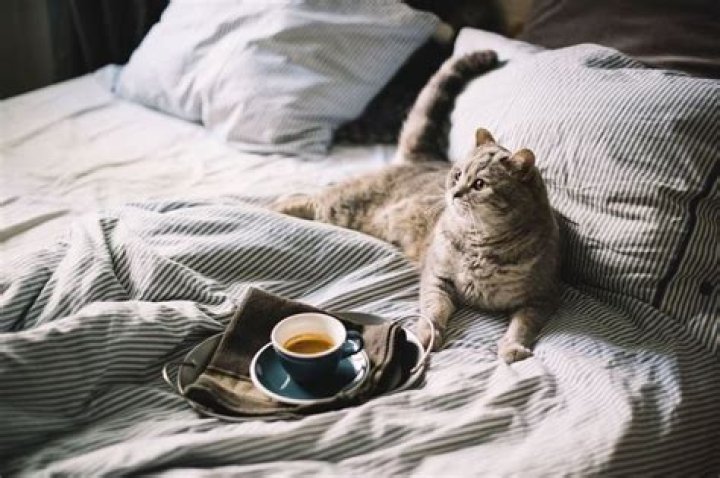 What does coffee do to cats?
