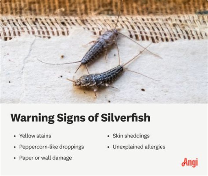 What does silverfish droppings look like?