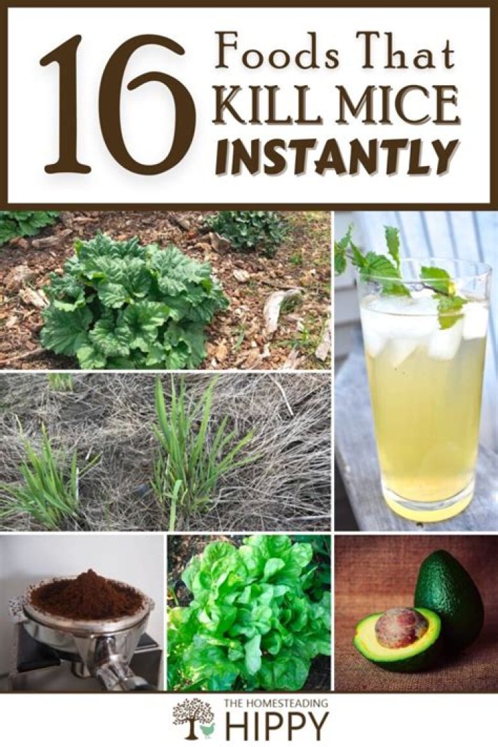 What food kills mouse?