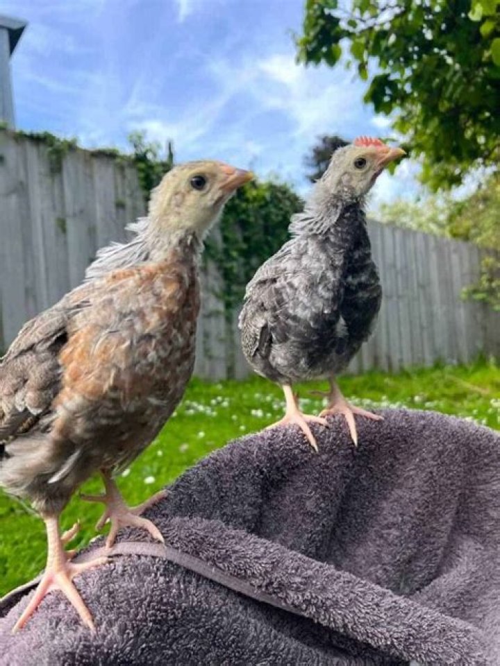 What happens if you eat 2 week old chicken?