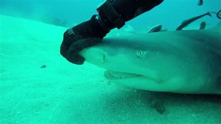 What happens if you rub a shark's nose?