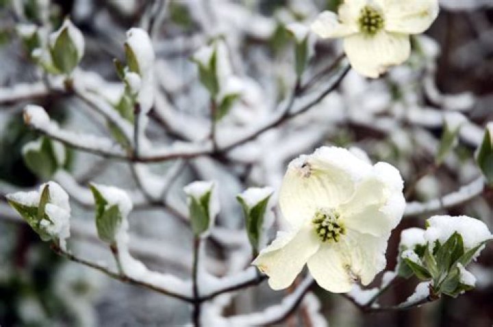 What is a dogwood winter?