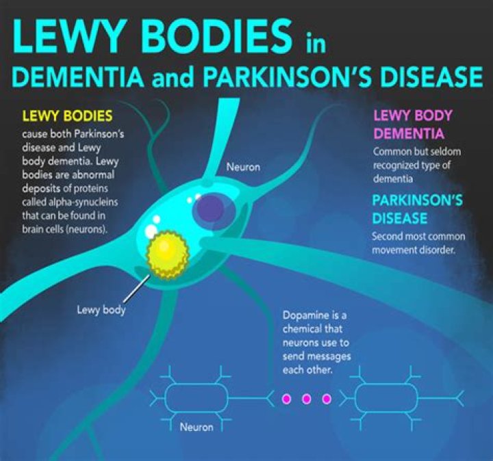 What is a Lewy body?