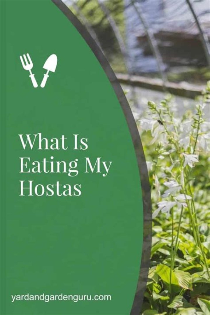 What is eating the tops of my hostas?