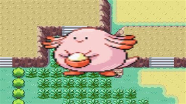 What is in Chansey's egg?