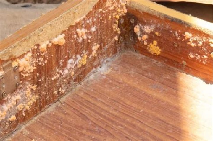 What is orange mold?